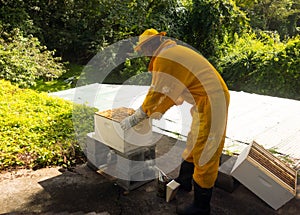 A beekeeper getting ready to perform a split at an apiary in the Caribbean