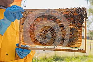 Beekeeper hands holding a hive frame with a honeycomb, close up shot