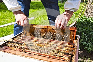 Beekeeper hands holding a honeycomb full of bees in protective workwear inspecting honeycomb frame at apiary