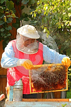 Beekeeper harvesting