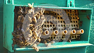 A beekeeper harvests flower pollen.