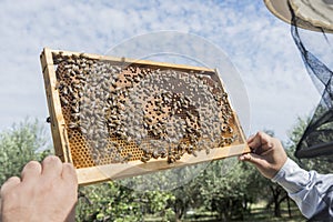 The beekeeper has control honeycomb