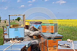 Beekeeper and his mobile beehives