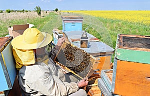 Beekeeper and his mobile beehives