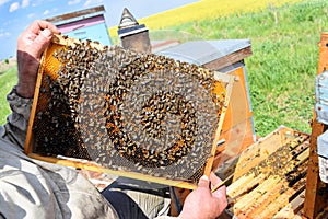 Beekeeper and his mobile beehives