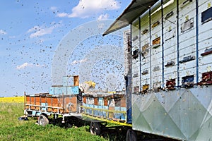 Beekeeper and his mobile beehives