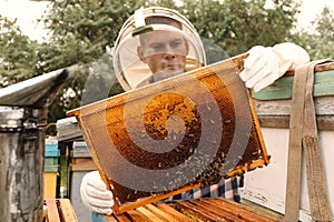 Beekeeper with hive frame at apiary. Harvesting honey