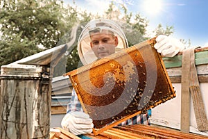 Beekeeper with hive frame at apiary. Harvesting honey