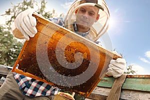 Beekeeper with hive frame at apiary. Harvesting honey