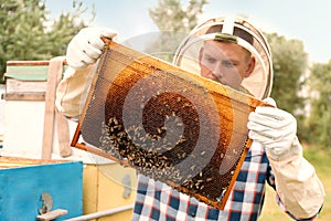 Beekeeper with hive frame at apiary. Harvesting honey