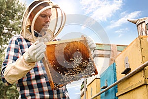 Beekeeper with hive frame at apiary. Harvesting honey