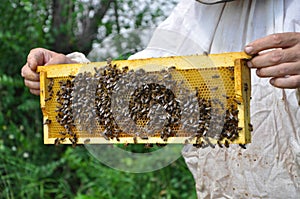 Beekeeper holding cell with bees and honey