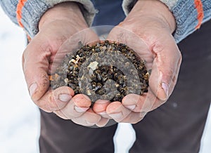 Beekeeper holding a dead bees. Pesticides. the varroa mite