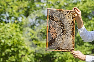 Beekeeper holding frame Background texture pattern section wax Bees work honeycomb from bee hive filled golden honey Concept