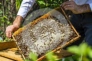 Beekeeper holding frame Background texture pattern section wax Bees work honeycomb from bee hive filled golden honey Concept