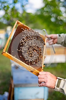 Beekeeper holding frame with honey. Wooden beehive frame holding in hands.