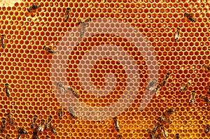 Beekeeper holding frame of honeycomb with bees