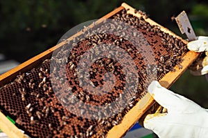 Beekeeper holding frame of honeycomb with bees.