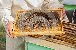 Beekeeper holding frame of honeycomb with bees