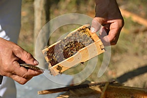 Beekeeper holding frame of honeycomb with working bees