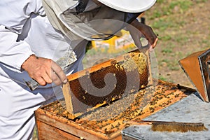 Beekeeper holding frame of honeycomb with working bees