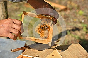 Beekeeper holding frame of honeycomb with working bees