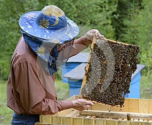 Beekeeper holding the frame with honeycombs above the hive. Apiary