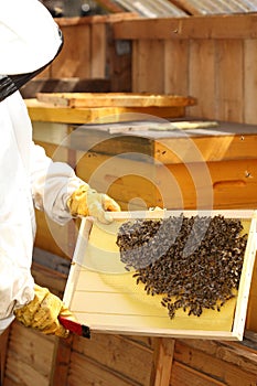Beekeeper is holding a frame photo