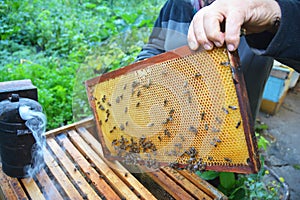 Beekeeper holding with his hands frame of honeycomb from beehive with working honey bees. Close up on Beekeeping.
