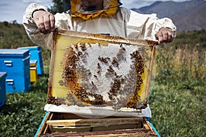 Beekeeper is holding a hive frame