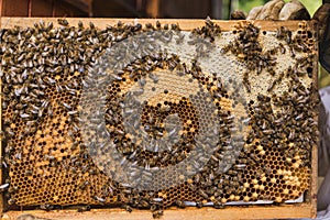 Beekeeper holding a hive frame with bees