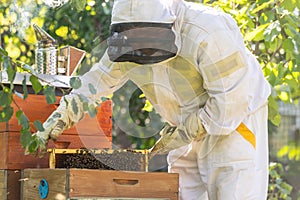 Beekeeper holding honey comb or frame with full of bees on his huge apiary, beekeeping concept