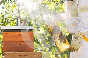 Beekeeper holding honey comb or frame with full of bees on his huge apiary, beekeeping concept