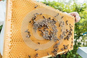 Beekeeper holding honeycomb with bees in his hands