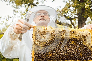 Beekeeper holding honeycomb with bees in his hands