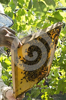 Beekeeper holding honeycomb, bees on the honeycomb