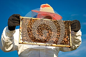 Beekeeper holding a honeycomb full of bees. Apiarist inspecting honeycomb frame at apiary.