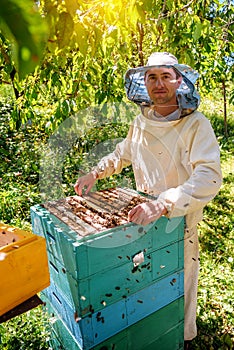 Beekeeper holding a honeycomb full of bees. Beekeeper inspecting honeycomb frame at apiary