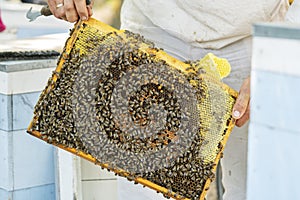 Beekeeper holding a honeycomb full of bees. Beekeeper inspecting honeycomb frame at apiary