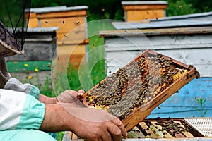 Beekeeper holding a honeycomb full of bees. Beekeeper inspecting honeycomb frame at apiary. Beekeeping concept.