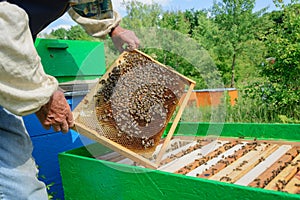 Beekeeper holding a honeycomb full of bees. Beekeeper inspecting honeycomb frame at apiary. Beekeeping concept.