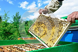 Beekeeper holding a honeycomb full of bees. Beekeeper inspecting honeycomb frame at apiary. Beekeeping concept.