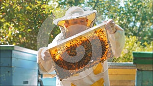 Beekeeper holding a honeycomb full of bees. Beekeeper inspecting honeycomb frame at apiary. Beekeeping concept lifestyle