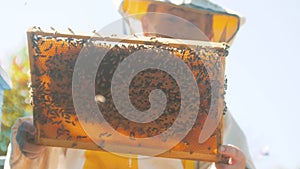 Beekeeper holding a honeycomb full of bees. Beekeeper inspecting honeycomb frame at apiary. Beekeeping concept slow