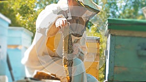 Beekeeper holding a honeycomb full of bees. Beekeeper inspecting honeycomb frame at apiary. Beekeeping concept slow