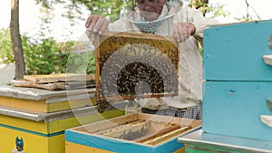 beekeeper holding a honeycomb full of bees. Beekeeper inspecting honeycomb frame at apiary. Beekeeping concept slow