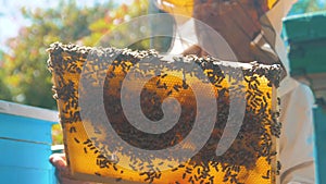 Beekeeper holding a honeycomb full of bees. Beekeeper inspecting honeycomb frame lifestyle at apiary. Beekeeping concept