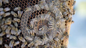 Beekeeper holding a honeycomb full of bees. Beekeeper inspecting honeycomb frame at lifestyle apiary. Beekeeping concept slow moti