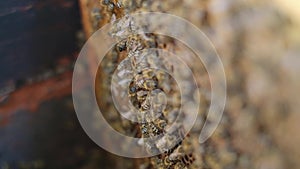 Beekeeper holding a honeycomb full of bees. Beekeeper inspecting honeycomb frame at lifestyle apiary. Beekeeping concept slow moti