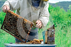 Beekeeper holding a honeycomb full of bees. Beekeeper in protective workwear inspecting honeycomb frame at apiary